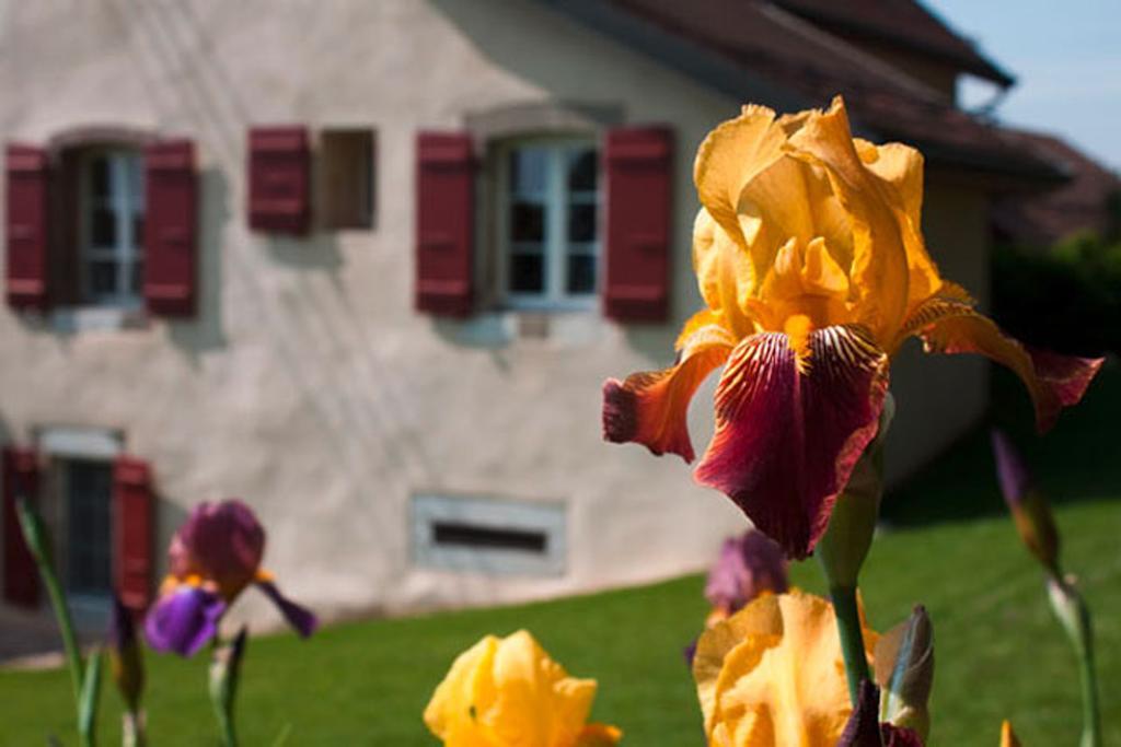 La Belle Saison Mollens (Vaud) Ngoại thất bức ảnh